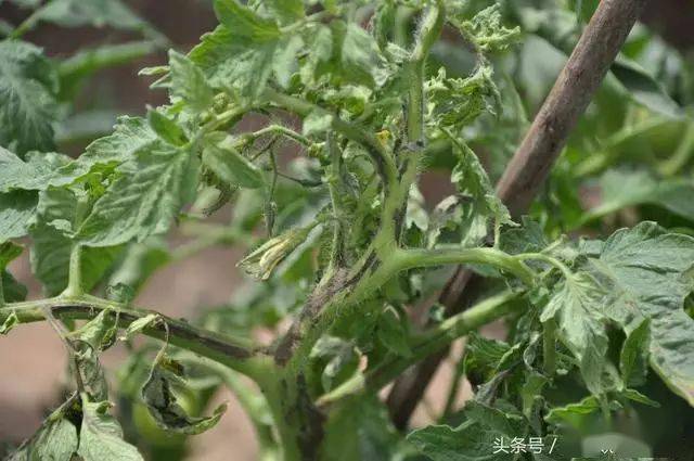 【作物病害】农民种植番茄不同时期病害防治措施你知道吗?
