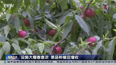 设施大棚春意浓 果品种植促增收