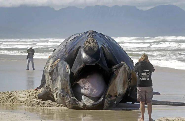 海滩出现巨型海生物搁浅,居民前去查看不禁眼眶湿润