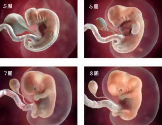 140周胎儿发育高清图看完更觉孕育生命的奇妙网友可爱无疑