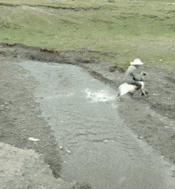 骑羊羊!对不起你可以下车了!