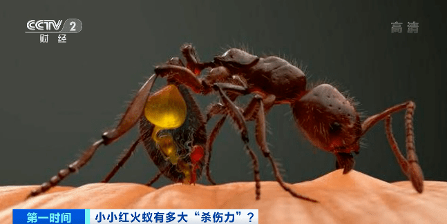 警惕!红火蚁已入侵我国435个县市区,更可怕的是