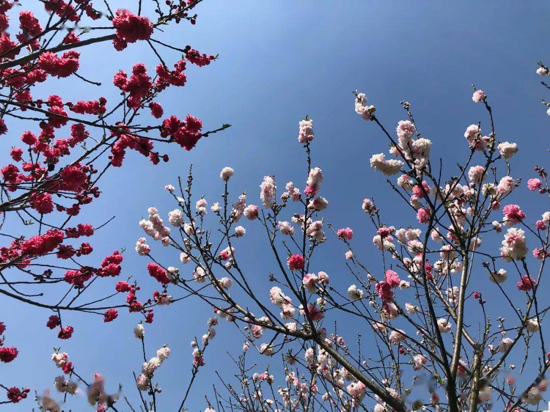 东钱湖畔碧桃园_桃花