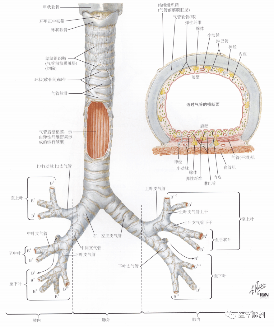 人体解剖学:呼吸器 | 气管与支气管