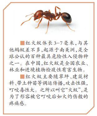 防红火蚁入侵 重庆十部门严密布控