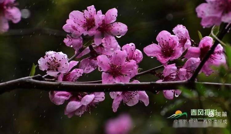 雨中桃花别样美