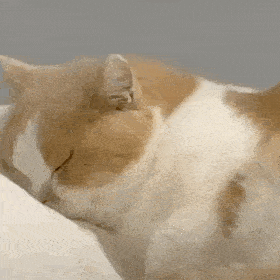 网红猫咪 | 鸡腿猫咪王致和表情包 第十弹