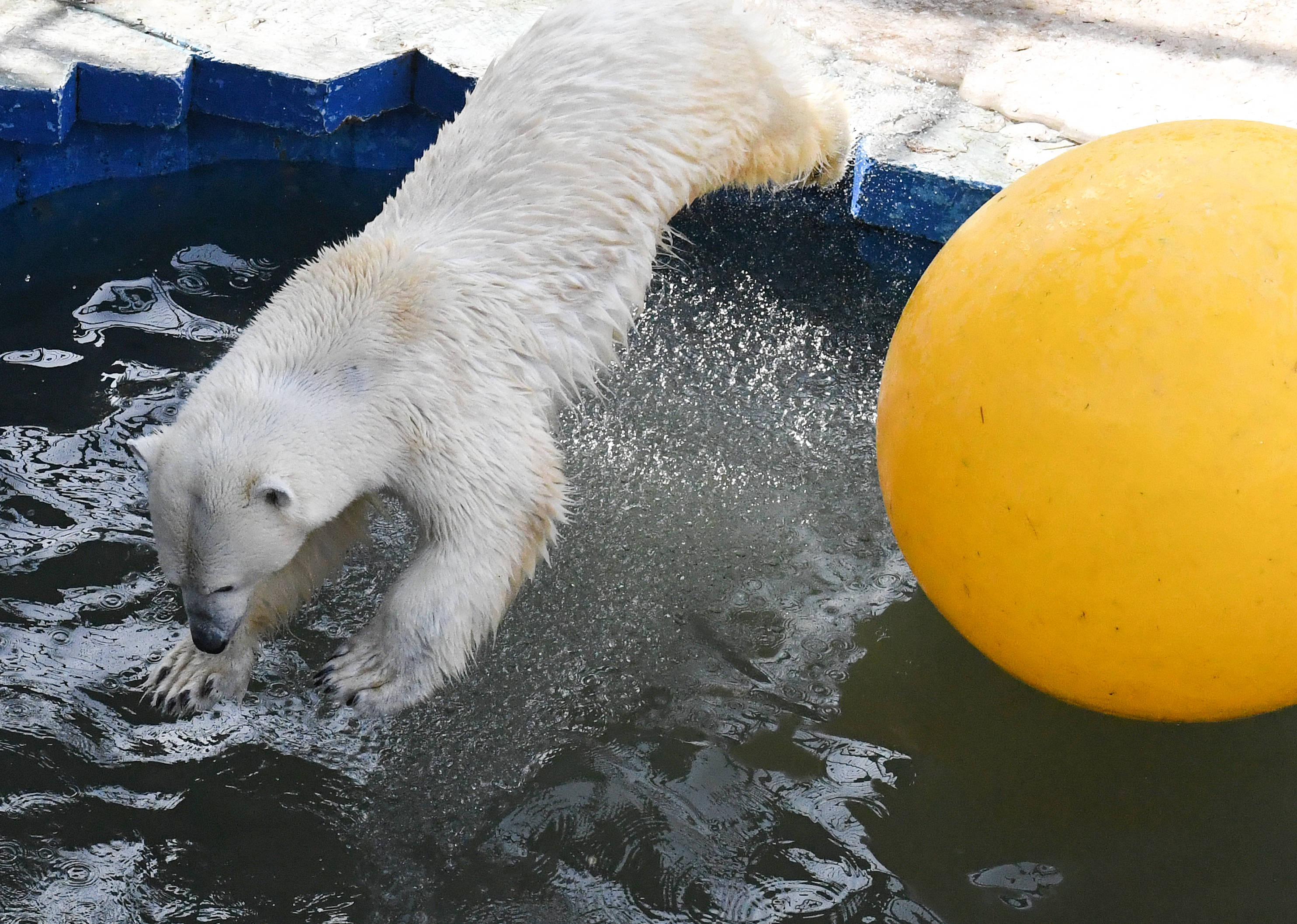 玩水的北极熊