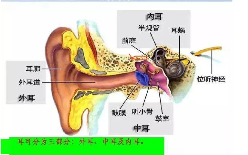 叫乳突鼓室天盖,相当于耳朵和大脑中间关上了闸门