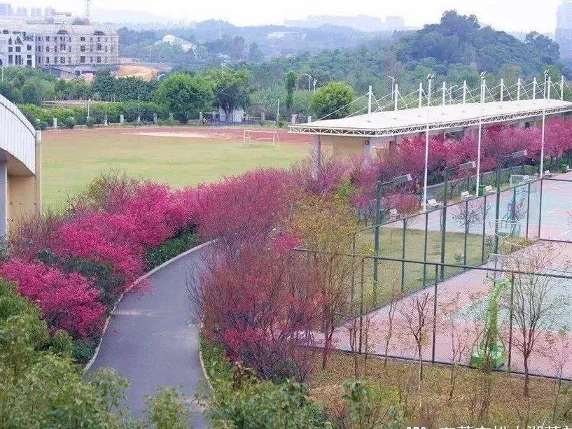 已被挤进东莞前10的名校,入学门槛又要高了--松山湖莞美学校