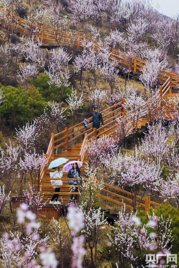四月桃花 醉入仙境