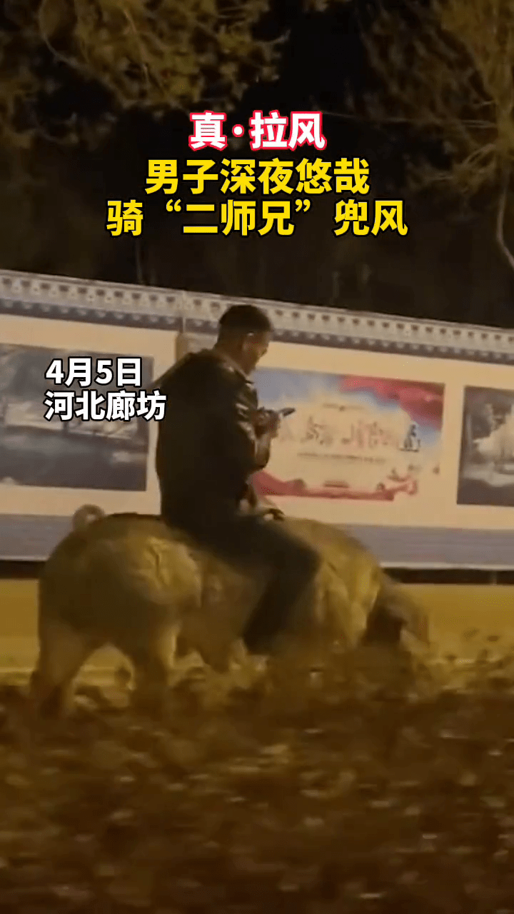 男子深夜悠哉骑猪兜风 网友:我也要骑二师兄兜风,谁也别拦我