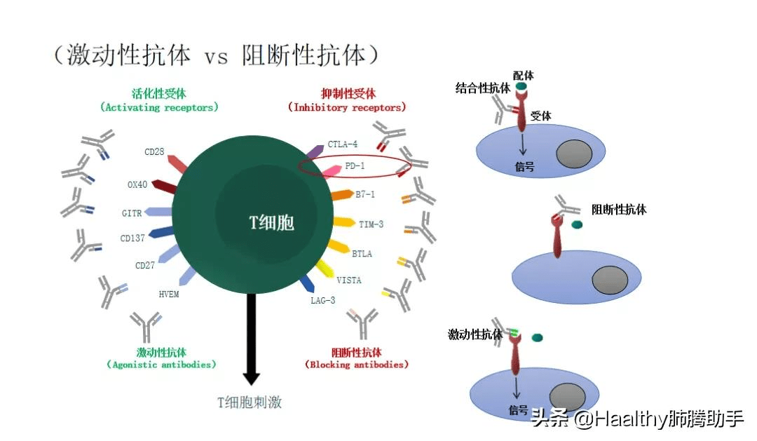 免疫治疗是怎么让癌细胞避无可避的?下图可以解答你的疑惑.