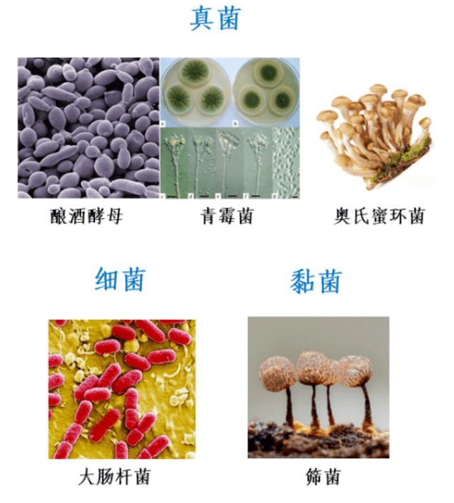 一起去寻那绚丽多彩的蘑菇