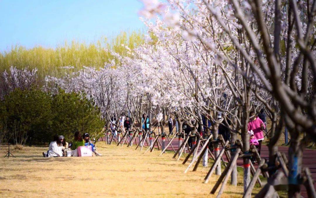 蜂蝶翩翩起舞极尽绚烂的时期正是潮白河樱花公园四月潮白河千亩樱花园