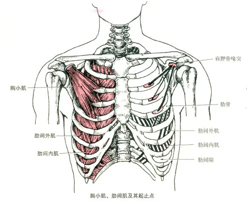 起点:第3～5肋骨前面. 止点:肩胛骨喙突.