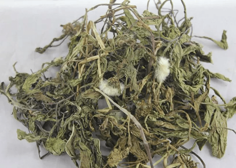 路边的小野花,却被称为"药草皇后"的中草药——蒲公英