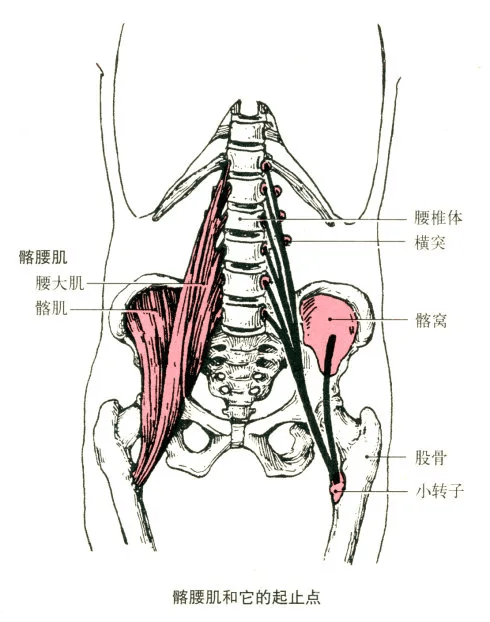 起点:第2～5骶椎前侧面. 止点:股骨大转子.