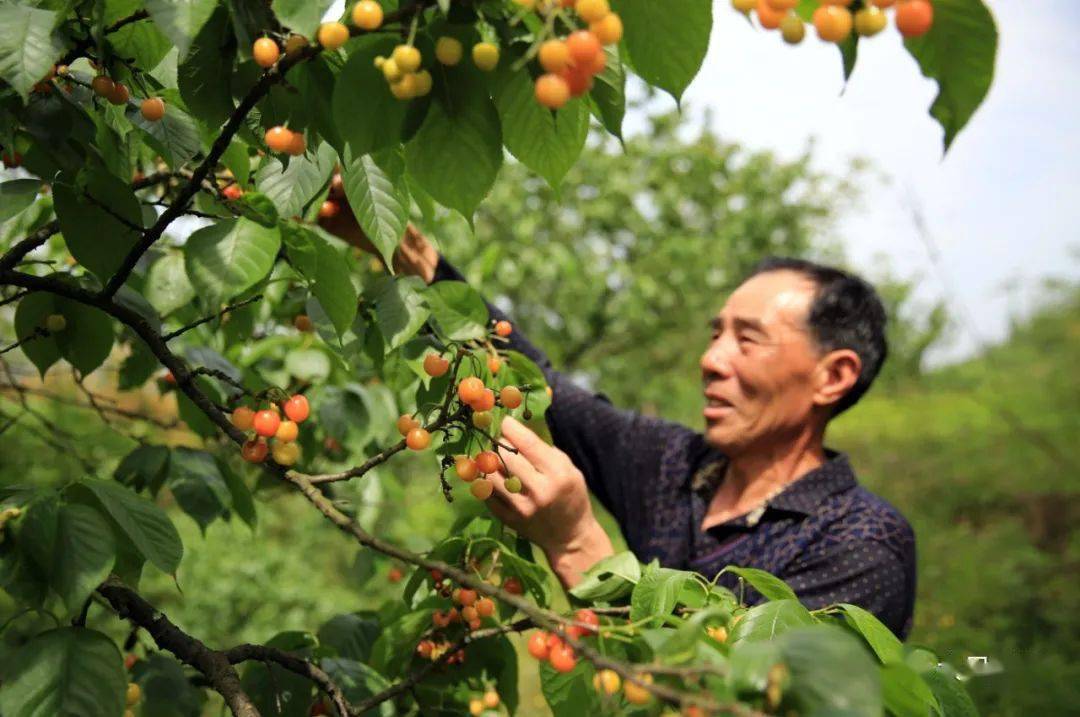 宝顶镇"生态采摘园,美了环境,富了口袋.