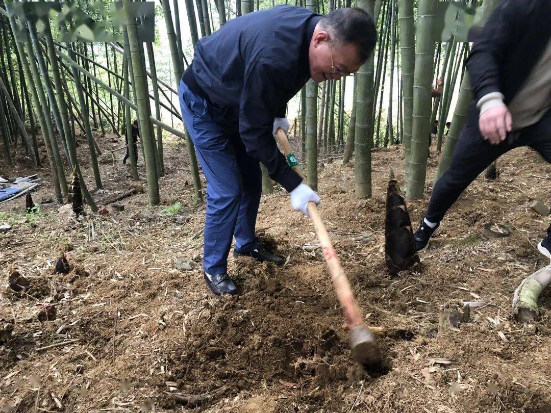 竹林笋趣乐跑田园佐村镇第六届挖笋节暨奔跑吧佐村之里高岗春天越野跑