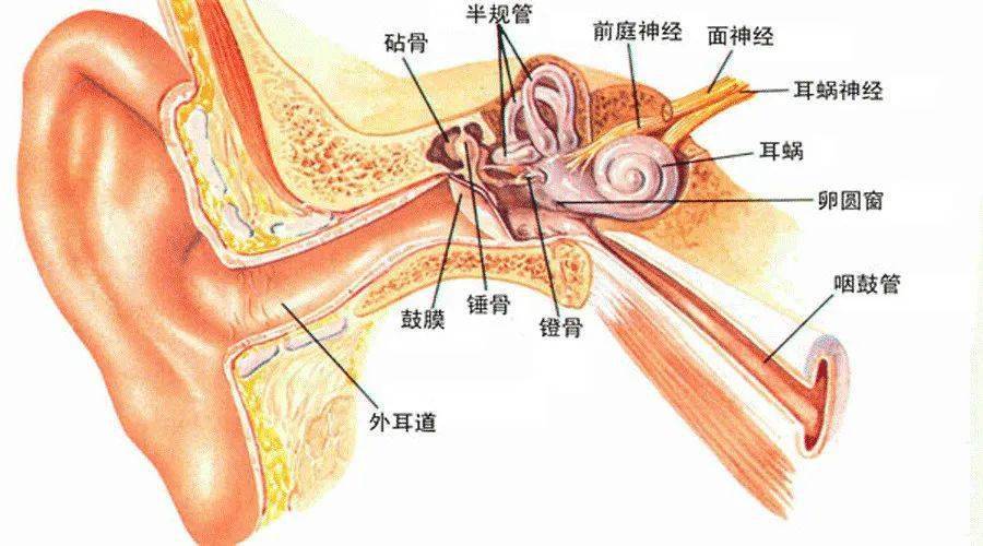 耳鼻部疾病的结构基础