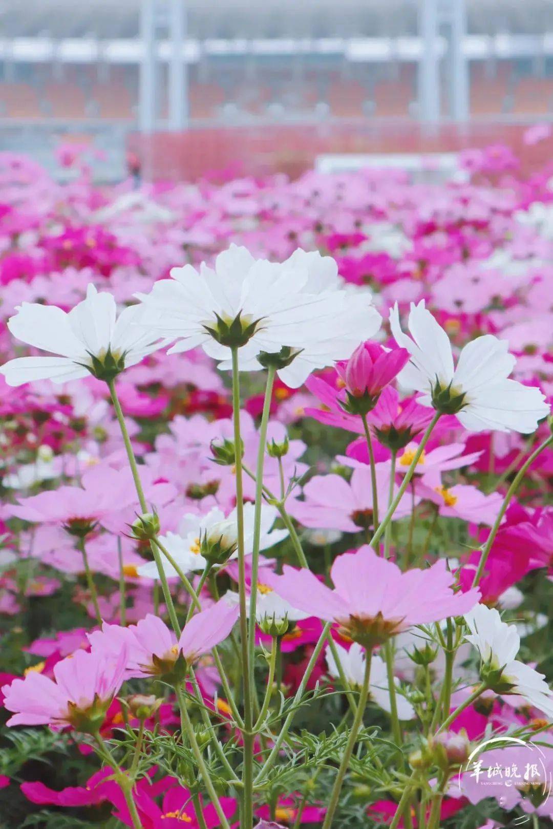 13万㎡波斯菊花海向你发送了一条开花提醒!