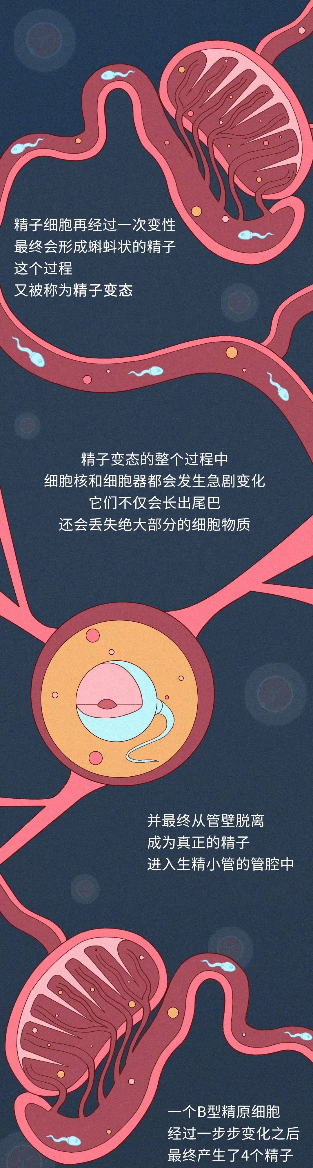 男人精子制造的全过程曝光科普