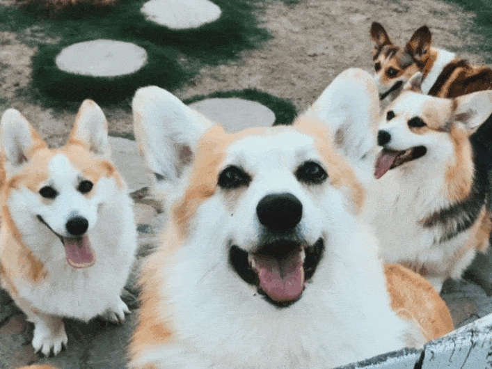 像这样你见过集体都爱笑的柯基吗?