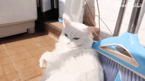 它还交到了新朋友:一只同样是流浪出身的断腿黑白猫,两只猫咪每天互舔