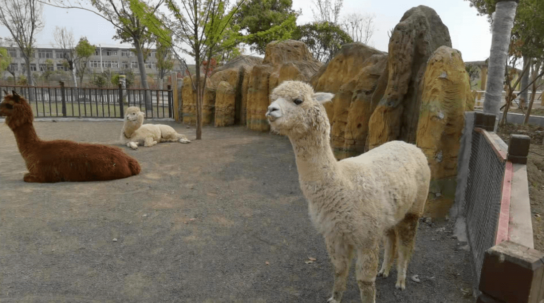 票价定了阜阳野生动物园即将开园