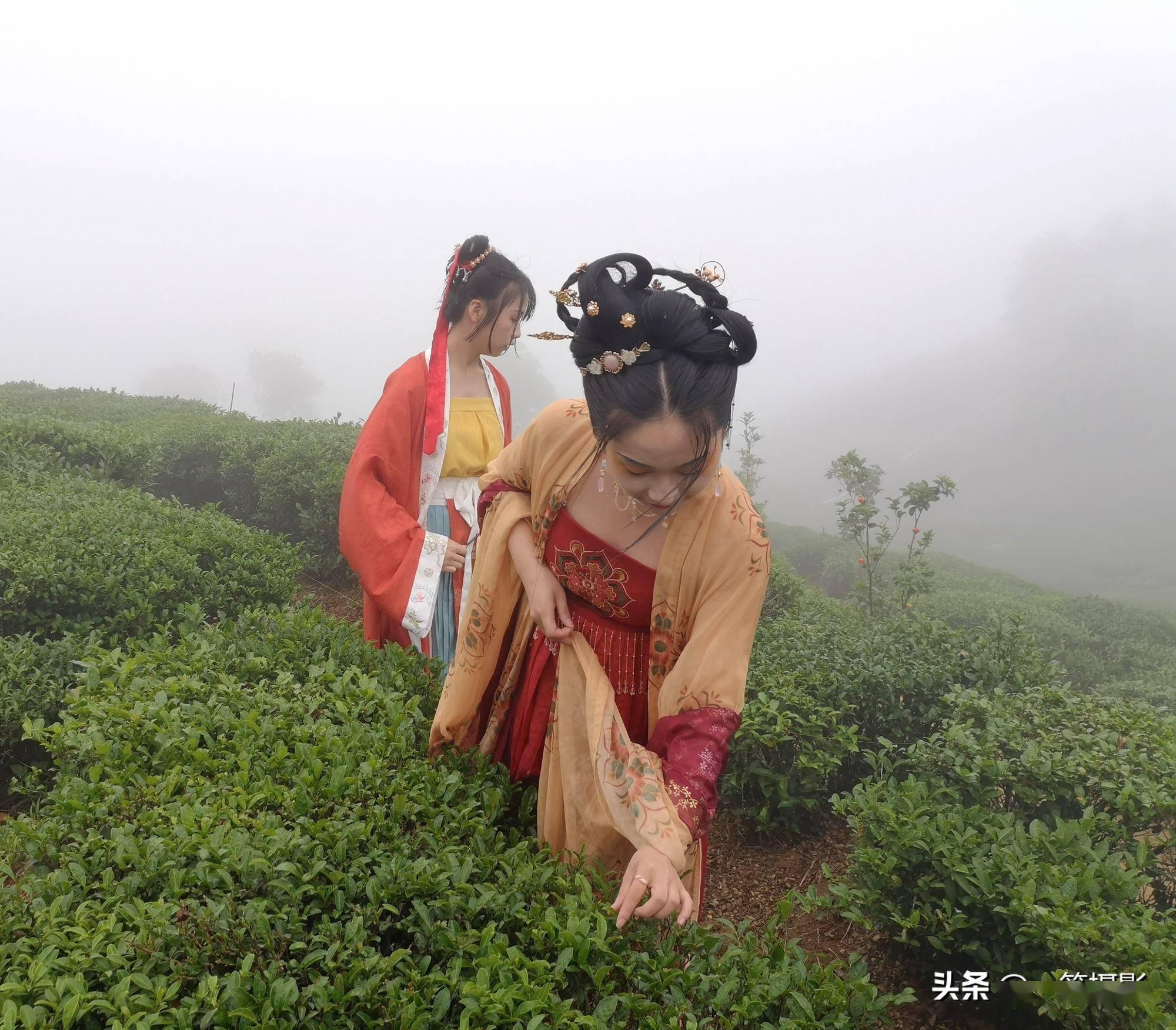仙湖山云镜,仙茶,仙女_东源县