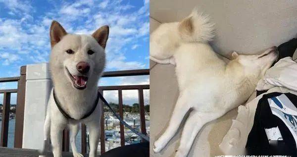 柴犬跳床失败扭腰惨摔结果它起来的第一件事就是