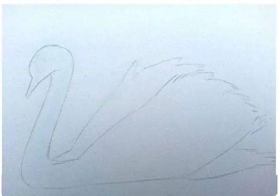 彩铅手绘入门 | 天鹅怎么画?美丽的天鹅彩铅绘画步骤教程