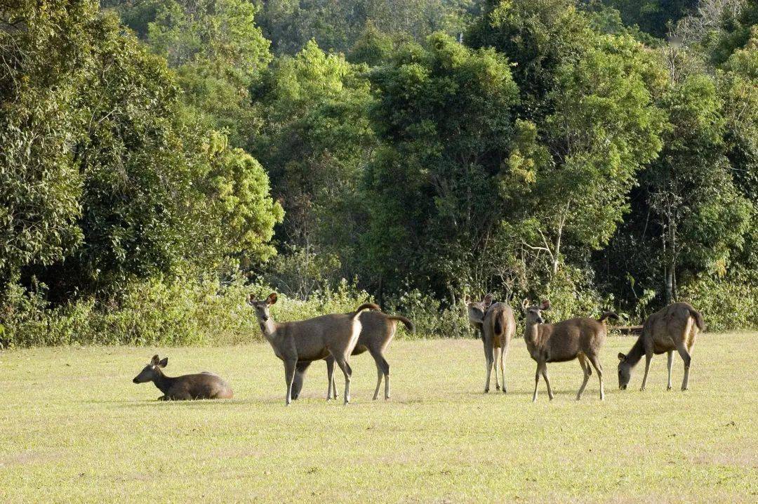 考艾国家公园khao yai national park遇见林间小鹿考艾国家公园面积