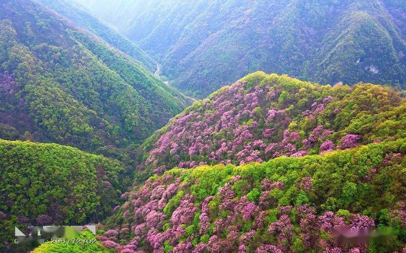 ◣九岳视界◥秦岭一年一场紫荆花盛宴