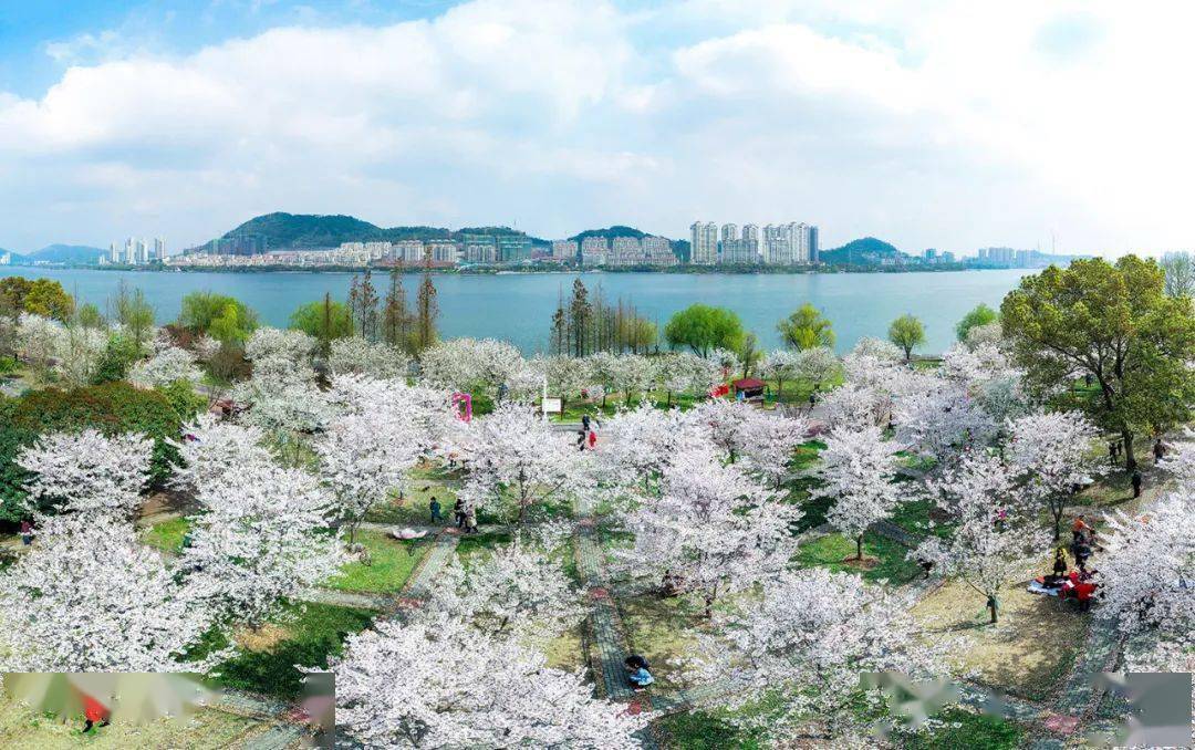 樱花:黄石团城山公园紫藤:黄石磁湖湿地公园花花花花花花花花花花花花