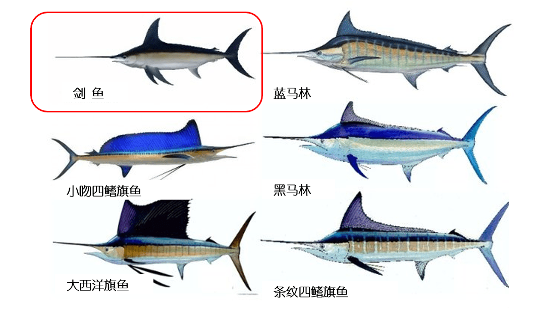 从形态学指标来看,剑鱼的上颌是下颌长度的  4-5倍,而旗鱼的上颌则是