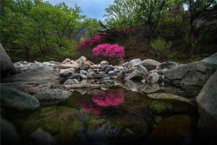 春上泰山桃花艳青峰耸翠溪水流