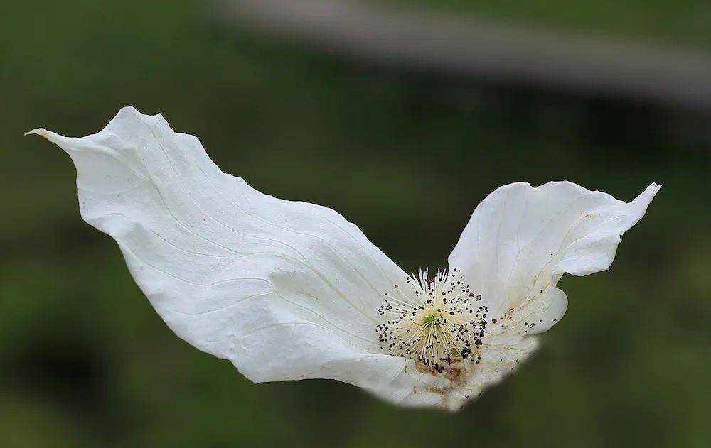 白鸽展翅珙桐花开4月来乐山这些地方赏国宝级奇花