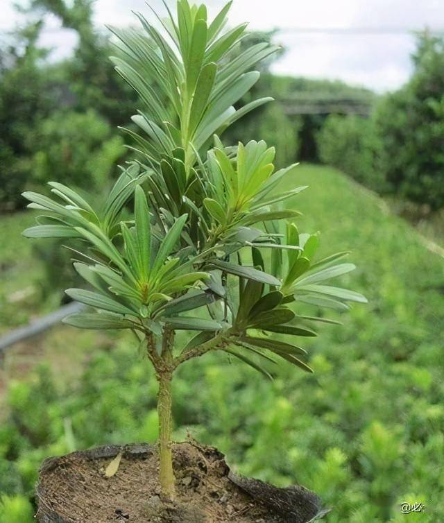 最具有投资价值的8大罗汉松盆景品种,你选对了吗?