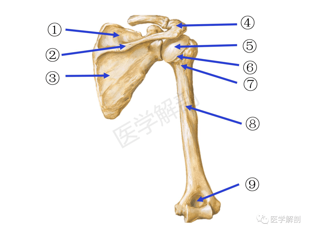 本期题目(肱骨和肩胛骨——后面观)(答案:①大结节 ②小结节 ③结节