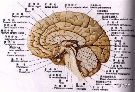 骨缝处和颅骨内板紧密相连 最主要的两个折叠 大脑镰 小脑幕 折叠边缘