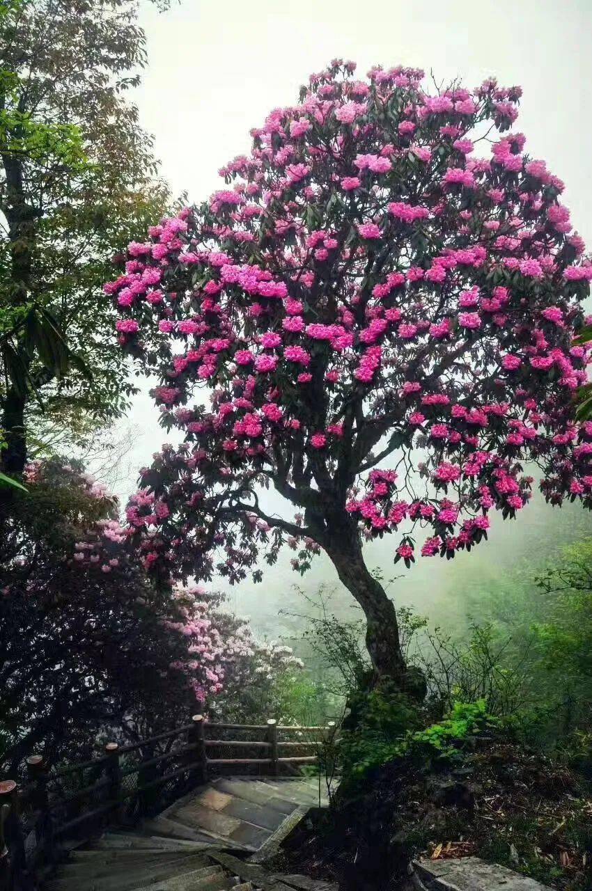 首届杜鹃花节本周六开幕!花开遍野,赶紧带上相机去拍大片吧
