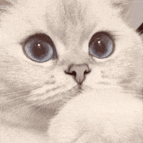 第79期喵表情丨面对猫的黑丝诱惑,我流口水了