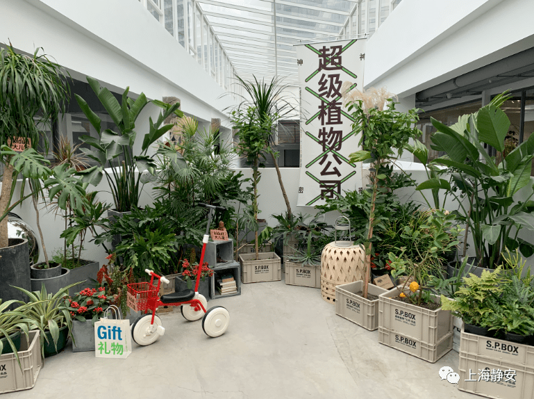 "超级植物公司"静宝帮你逛到了一家超好玩的店还是传统花鸟市场的场景