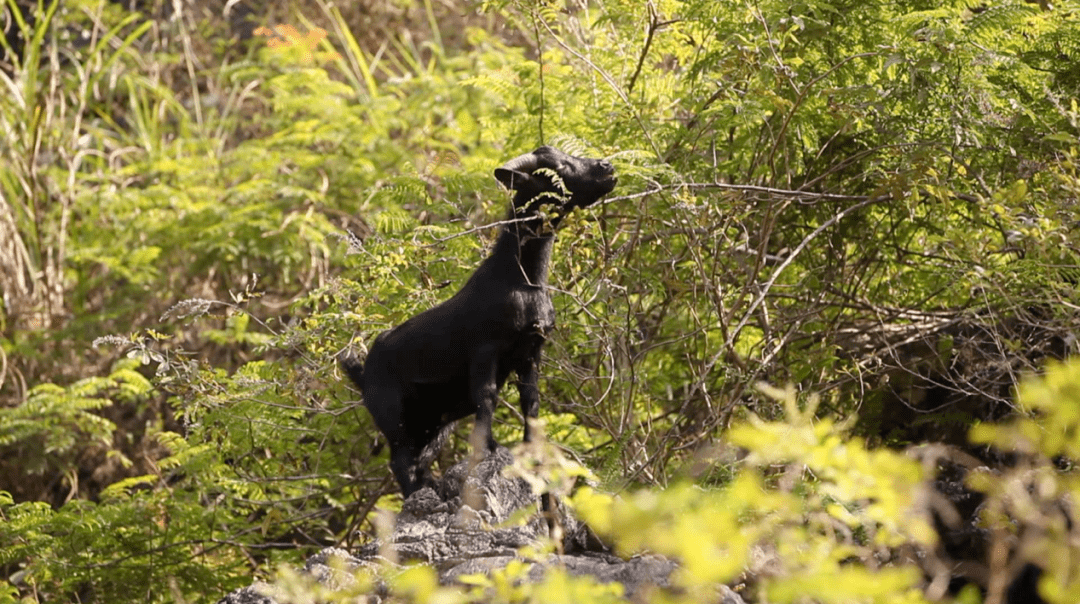 马山黑山羊