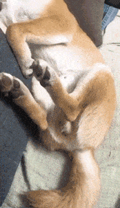 搞笑GIF:现在我连麻辣烫也吃不起了