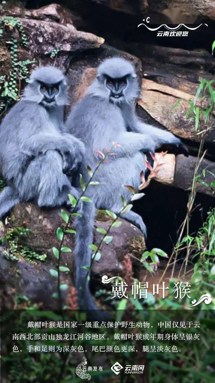 世界地球日|云南生物多样性_动植物