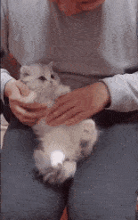 如果你被缠到生气, 奶猫也没在怕的 一个软乎乎的投怀送抱,铲屎的不得