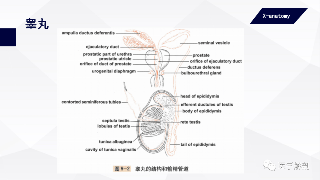 人体解剖学:男性生殖器 | 睾丸